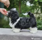 Cățeluș Shih Tzu adorabil, alb-negru