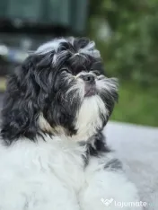 Cățeluș Shih Tzu adorabil, alb-negru