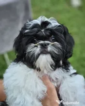 Cățeluș Shih Tzu adorabil, alb-negru