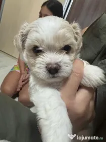 Bichon Havanez,2 luni