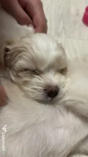 Bichon Havanez,2 luni