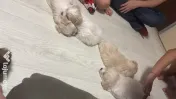 Bichon Havanez,2 luni