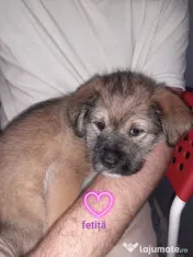 Cățeluși de talie medie adoptie 