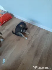 Cățeluși de talie medie adoptie 