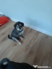 Cățeluși de talie medie adoptie 