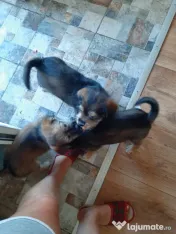 Cățeluși de talie medie adoptie 