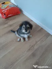 Cățeluși de talie medie adoptie 