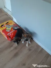 Cățeluși de talie medie adoptie 