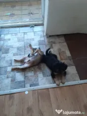Cățeluși de talie medie adoptie 