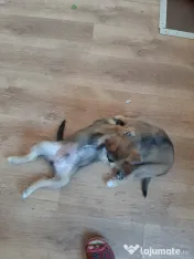 Cățeluși de talie medie adoptie 