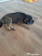 Cățeluși de talie medie adoptie 
