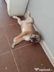Cățeluși de talie medie adoptie 