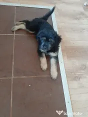 Cățeluși de talie medie adoptie 