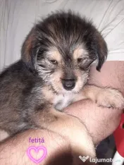 Cățeluși de talie medie adoptie 