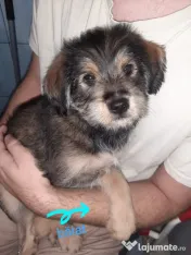Cățeluși de talie medie adoptie 