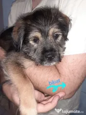 Cățeluși de talie medie adoptie 