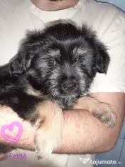 Cățeluși de talie medie adoptie 