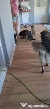 Cățeluși de talie medie adoptie 