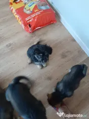 Cățeluși de talie medie adoptie 
