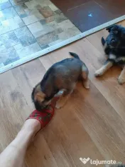 Cățeluși de talie medie adoptie 