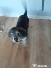 Cățeluși de talie medie adoptie 