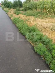 Teren de vanzare intravilan, 6 parcele, Salcea 