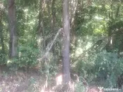 Padure de vanzare 0,75 hectare 