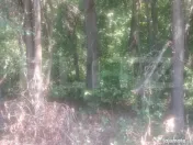 Padure de vanzare 0,75 hectare 