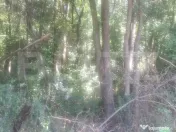 Padure de vanzare 0,75 hectare 