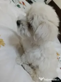 Vând pui de bichon maltez