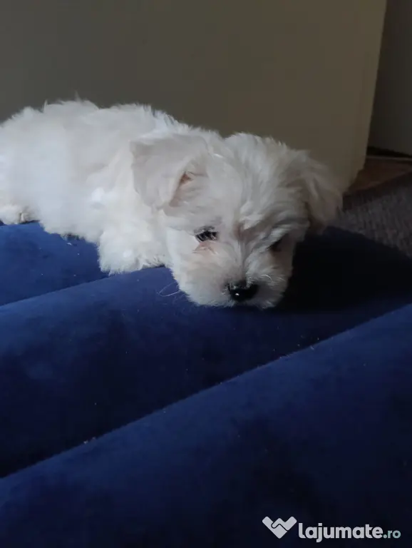 Vând pui de bichon maltez