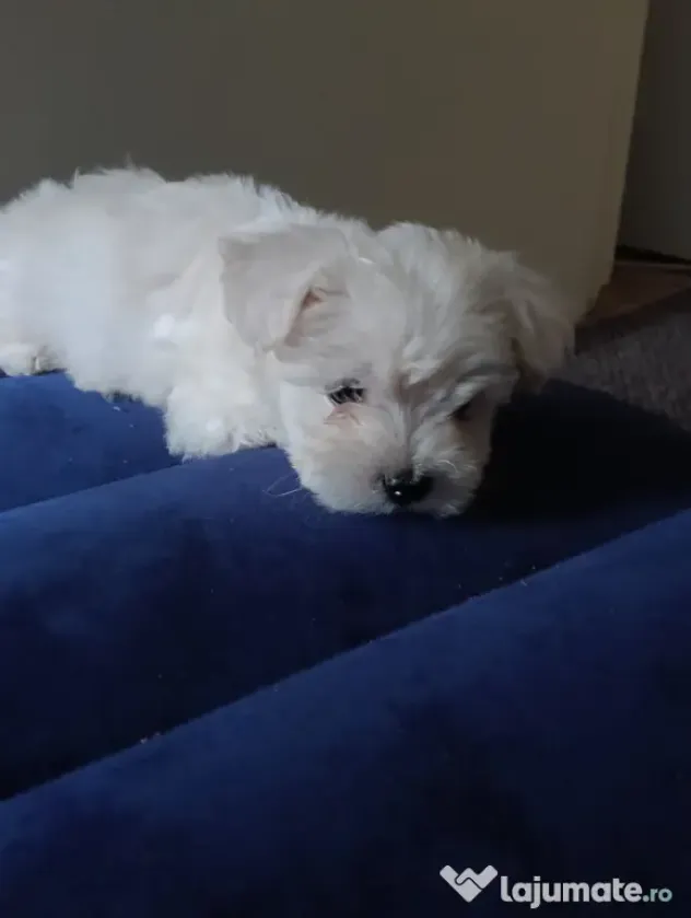 Vând pui de bichon maltez