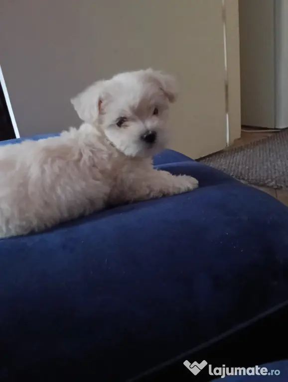Vând pui de bichon maltez