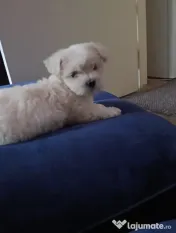 Vând pui de bichon maltez