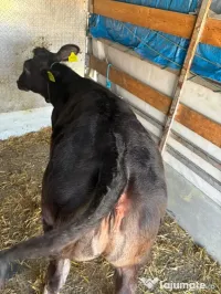 Vitea de vânzare 