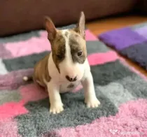 Disponibili cuccioli di Bull Terrier in miniatura