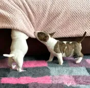 Disponibili cuccioli di Bull Terrier in miniatura 