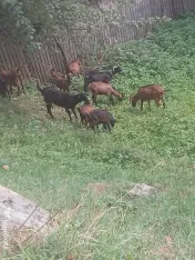 Vand iezi si iedute 