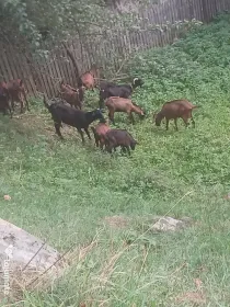 Vand iezi si iedute