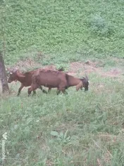 Vand iezi si iedute 