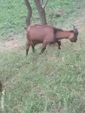 Vand iezi si iedute 