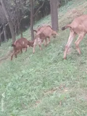 Vand iezi si iedute 