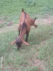 Vand iezi si iedute 