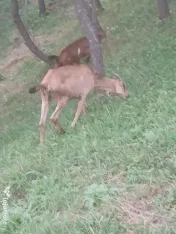 Vand iezi si iedute 