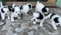 Puiuți catei adorabili, masculi și femele