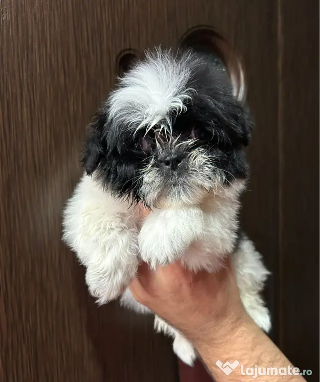 Pui shihtzu 2 luni