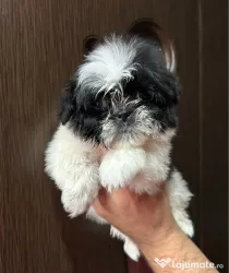 Pui shihtzu 2 luni