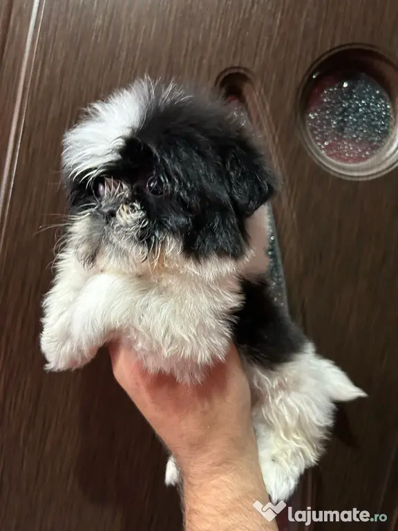 Pui shihtzu 2 luni