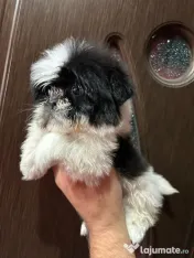 Pui shih tzu 2 luni 