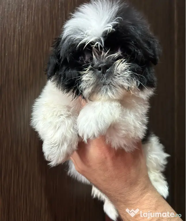 Pui shihtzu 2 luni